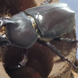 超特大カブトムシ！天然採集オスメスペア（計 2匹）♂74.9mm ♀42mm