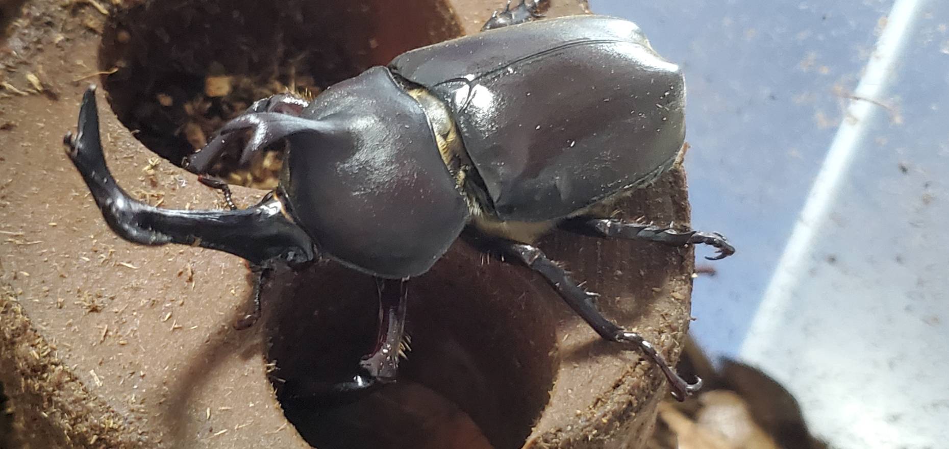 超特大カブトムシ！天然採集オスメスペア（計 2匹）♂74.9mm ♀42mm