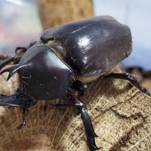 天然国産カブトムシ(北海道産)成虫オスメス 2ペアセット WD （♂♀フリーサイズ）
