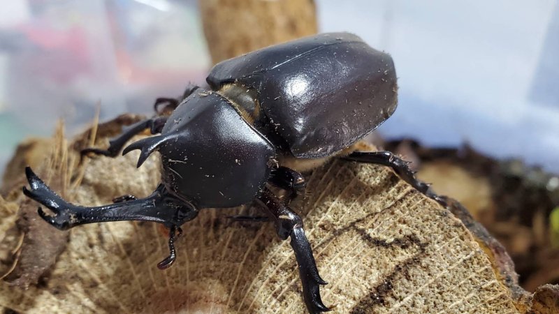 天然国産カブトムシ(北海道産)成虫オスメス 2ペアセット WD （♂♀フリーサイズ）