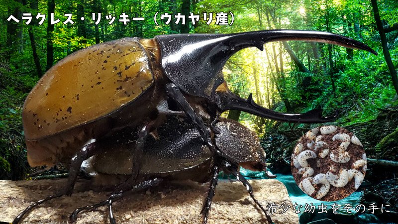 希少！ヘラクレス・リッキー(ペルーウカヤリ県)3令幼虫ペア2頭 WF4 種親123mmX65mm