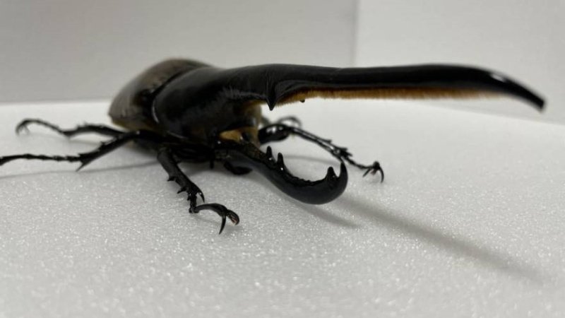 DHヘラクレス 3令幼虫1匹 種親♂162mm（Amazonico系）×♀74mm（OAKS系）