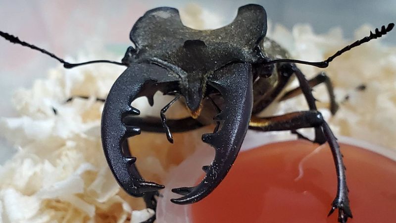 北海道空知地方産 ミヤマクワガタ蝦夷型3ペア（ ♂69.3mm♂68.7mm♂68.7mm×♀40.6mm♀38.6mm♀37.8mm）