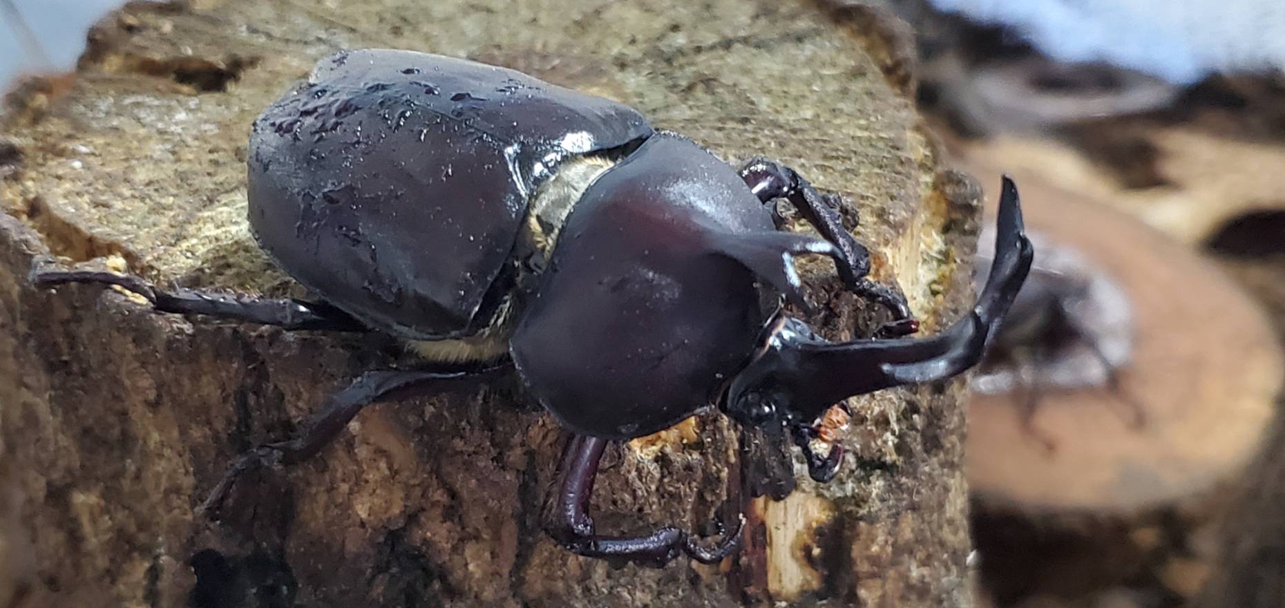 超特大カブトムシ！天然採集オスメスペア（計 2匹）♂76.6mm ♀46mm