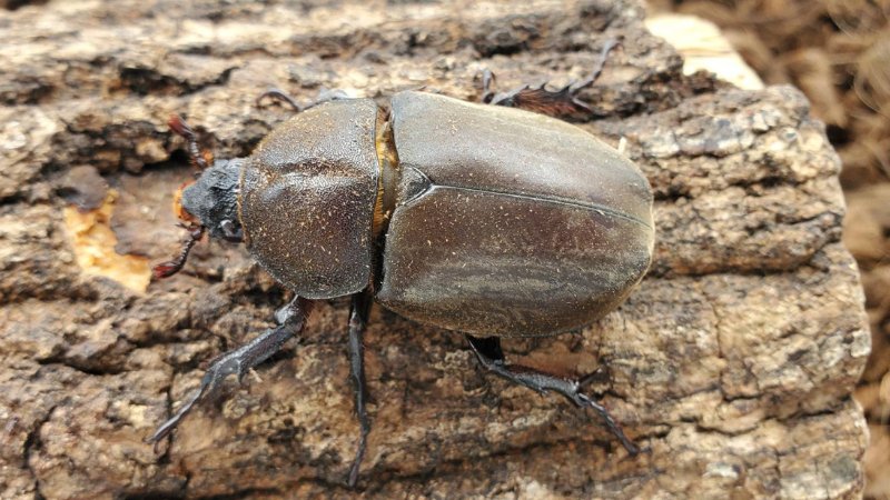 2025年5月羽化!国産カブトムシ成虫のオスメスペア(北海道産)種親フリーサイズ