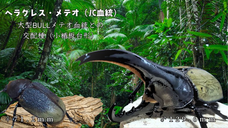 【新血統：JCB2502】ヘラクレス・メテオ(Jewel Crown血統) 2令幼虫4頭+1頭死着補償 F1 種親♂129.6mm×♀71.2mm