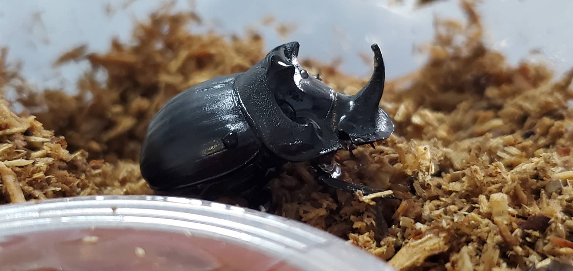 超希少！先着1名！ダイコクコガネ(北海道)オス（♂1匹）WD 天然採集個体