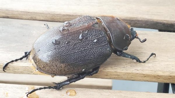ヘラクレス・パスコアリ(ブラジルバイア州)初令幼虫5頭+1頭死着補償証 