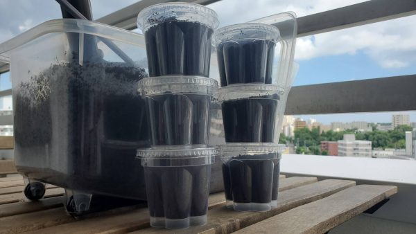 最新】ヘラクレス・パスコアリ(ブラジルバイア州)初令幼虫5頭+1頭死着 