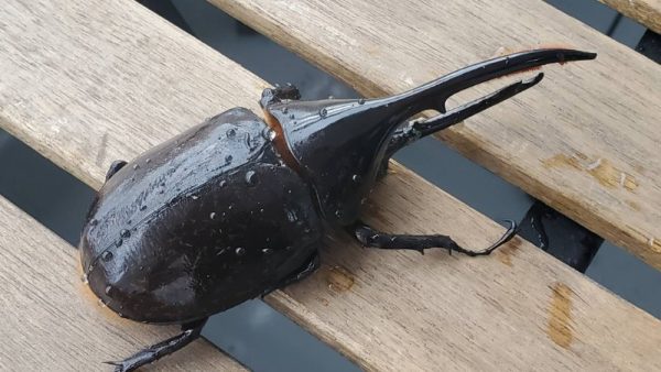 最新】ヘラクレス・リッキー(ペルーウカヤリ県)種付け WF3 種親123mm