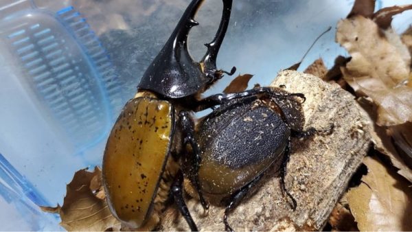 最新】ヘラクレス・リッキー(ペルーウカヤリ県)初令幼虫5頭+1頭死着