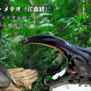 【新血統：JCB2502】ヘラクレス・メテオ(Jewel Crown血統)初令幼虫4頭+1頭死着補償 F1 種親♂129.6mm×♀71.2mm