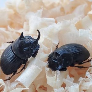 希少！ダイコクコガネ(北海道)小型オス・メスのWD2ペア（♂2匹♀2匹）フリーサイズ天然採集個体