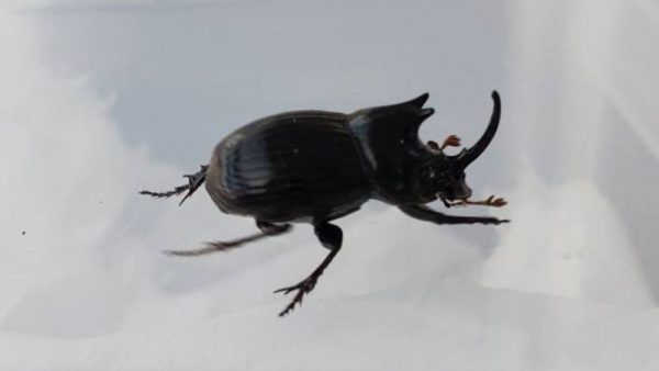 希少！ダイコクコガネ(北海道)小型オス・メスのWD2ペア（♂2匹♀2匹