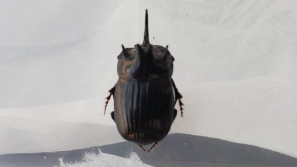 希少！ダイコクコガネ(北海道)小型オス・メスのWD2ペア（♂2匹♀2匹