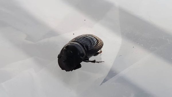 希少！ダイコクコガネ(北海道)小型オス・メスのWD2ペア（♂2匹♀2匹