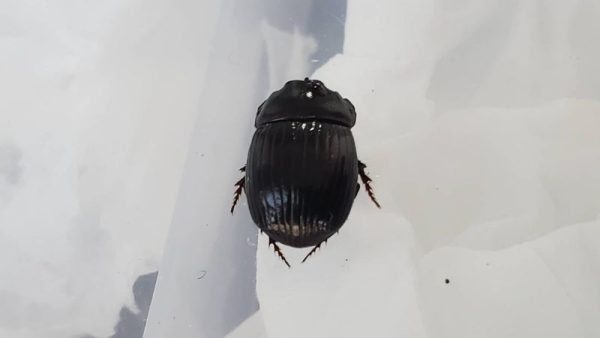 希少！ダイコクコガネ(北海道)小型オス・メスのWD2ペア（♂2匹♀2匹