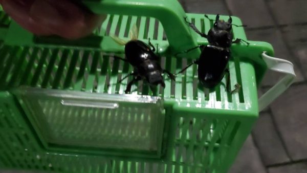 予約制】ライトトラップ（灯火採集）クワガタ・カブトムシ採集（参加1