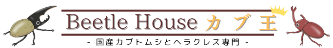 Beetle House カブ王