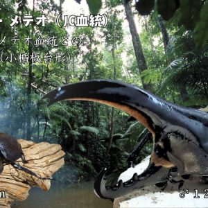 【新血統：JCC2502】ヘラクレス・メテオ(Jewel Crown血統)　2令幼虫4頭+1頭死着補償 F1 種親♂129.6mm×♀74.0mm