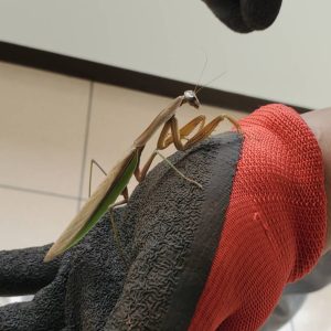 オオカマキリペアWD（♂×♀）｜08/22 天然採集個体（フリーサイズ　約70mm～90mm）