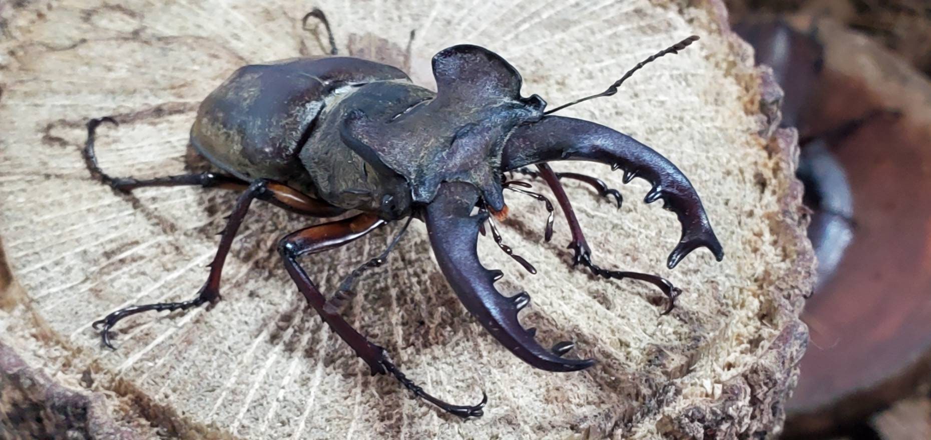 天然エゾミヤマクワガタ(北海道産)オスメスセット（♂3匹♀3匹） WD （♂①63.5mm、②57.4mm、③66.6mm）♀フリーサイズ