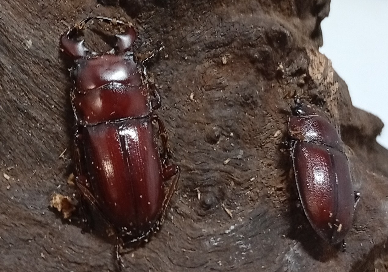 希少種！グラウトコクワガタ成虫ペアWF1 （タイ ナーン県産）♂フリー×♀フリー