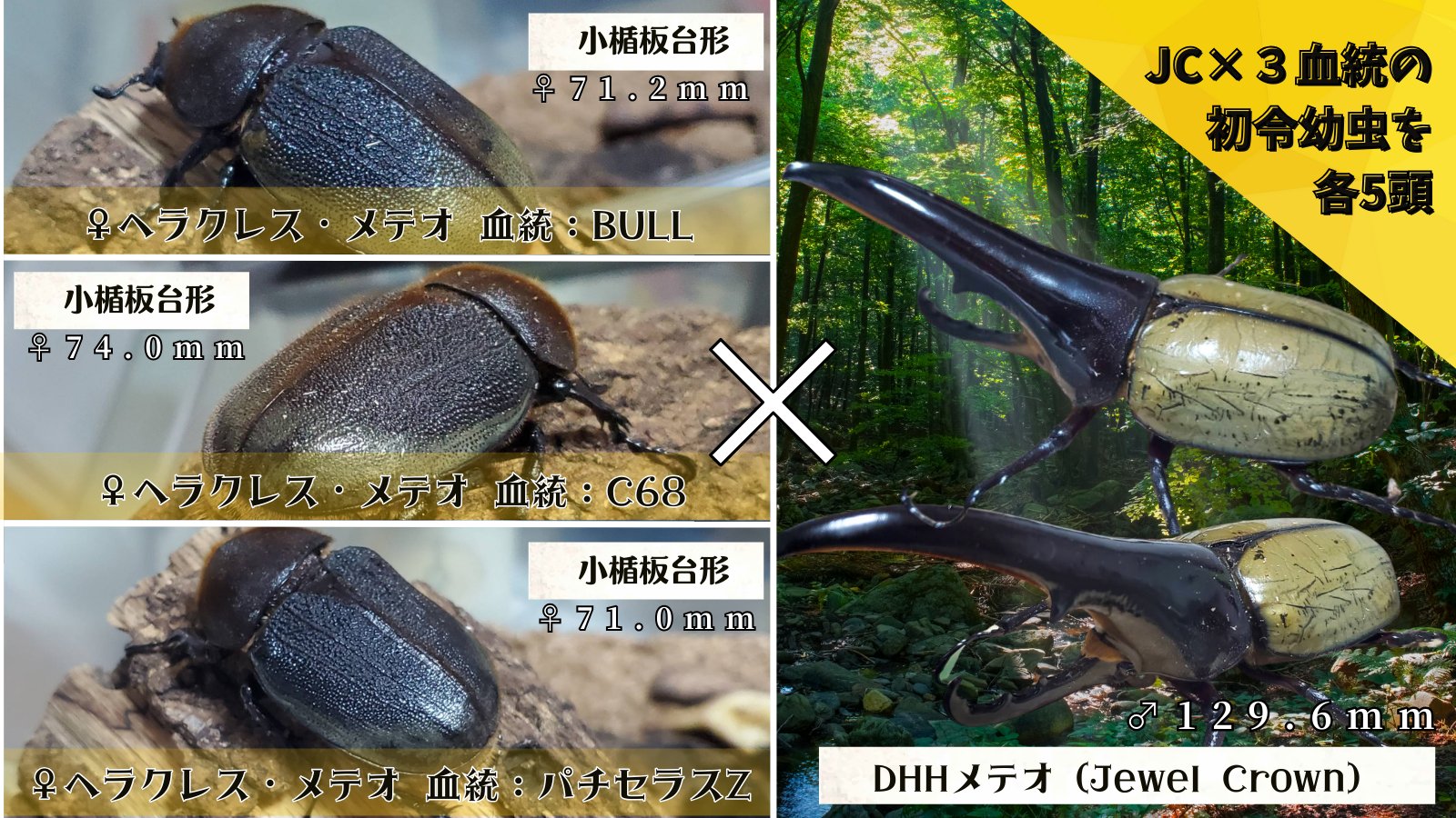 ヘラクレス・メテオ ♂Jewel Crown血統×♀3大血統（♀BULL,♀C68,♀パチセラスZ）2令幼虫15頭（各5頭）SET