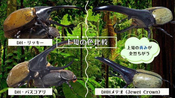 ヘラクレス・メテオ ♂Jewel Crown血統×♀3大血統（♀BULL,♀C68