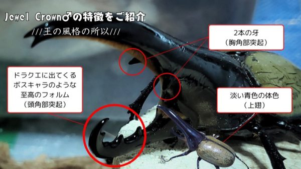ヘラクレス・メテオ ♂Jewel Crown血統×♀3大血統（♀BULL,♀C68