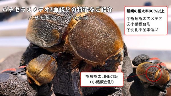 ヘラクレス・メテオ(Jewel Crown血統)初令幼虫4頭+1頭死着補償 F1 種親