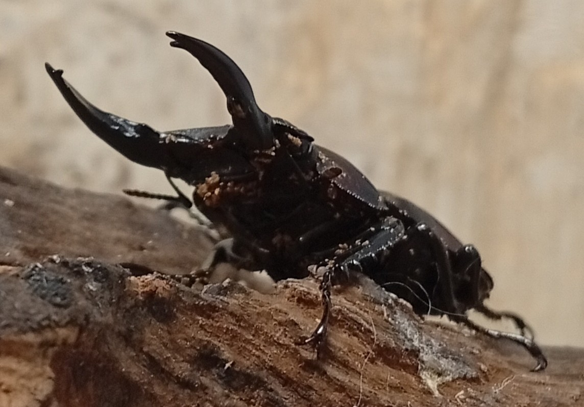 原名亜種｜スペンスシカノコギリクワガタ成虫ペアWF1（ベトナム イェンバイ産）♂43mm×♀32mm