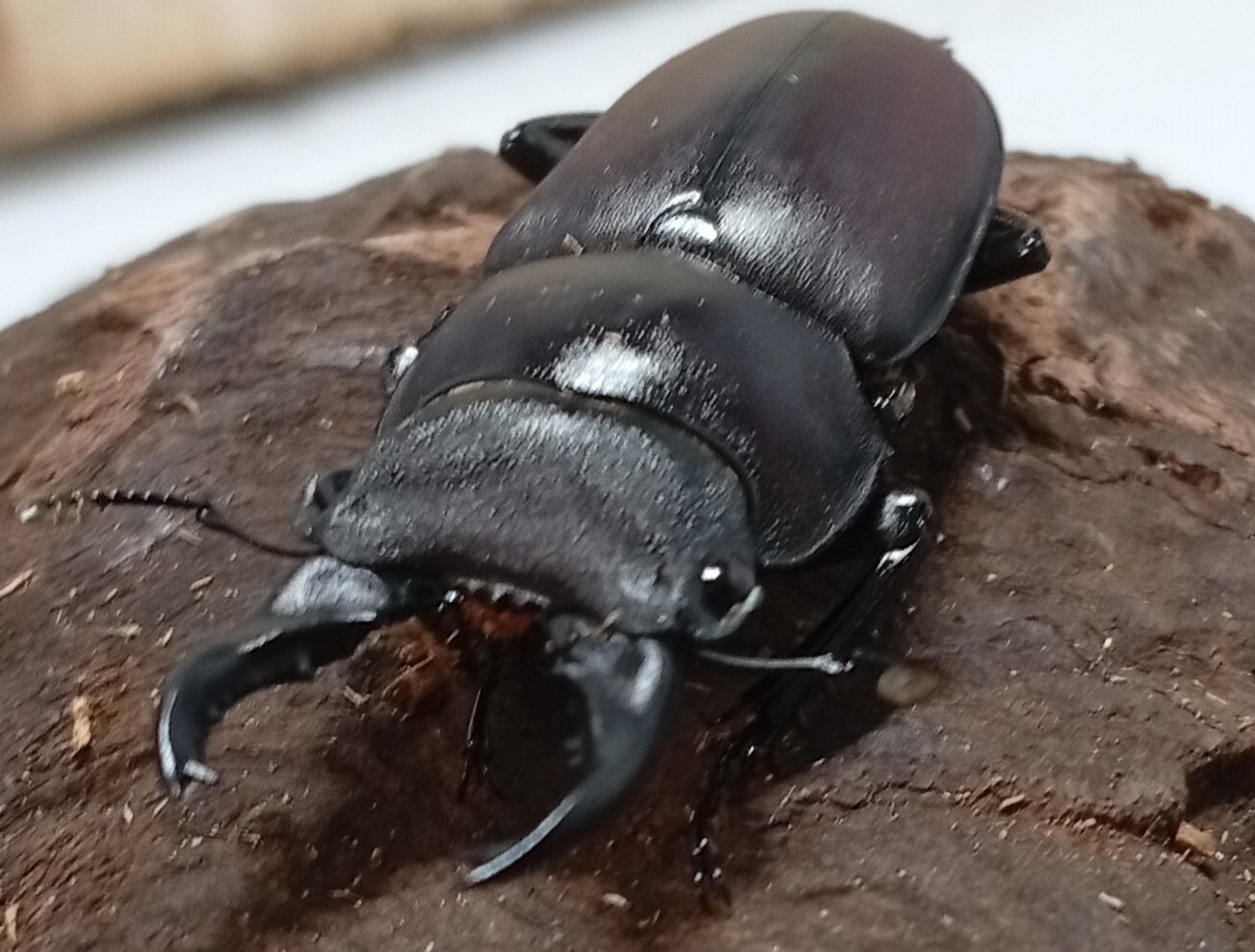 原名亜種｜スペンスシカノコギリクワガタ成虫ペアWF1（ベトナム イェンバイ産）♂40mm×♀30mm
