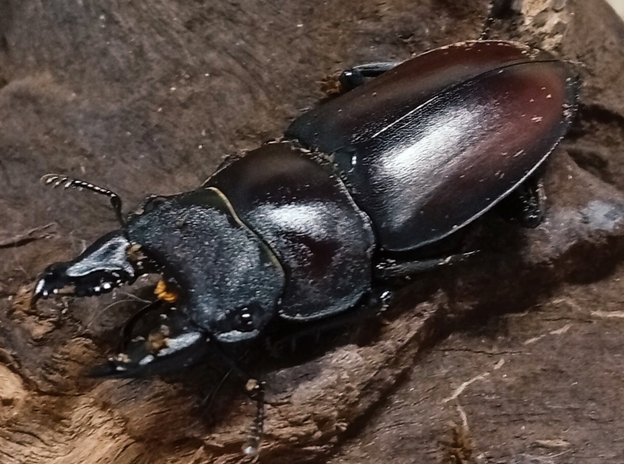 原名亜種｜スペンスシカノコギリクワガタ成虫ペアWF1（ベトナム イェンバイ産）♂36mm×♀30mm