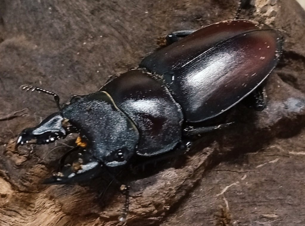 Beetle House カブ王