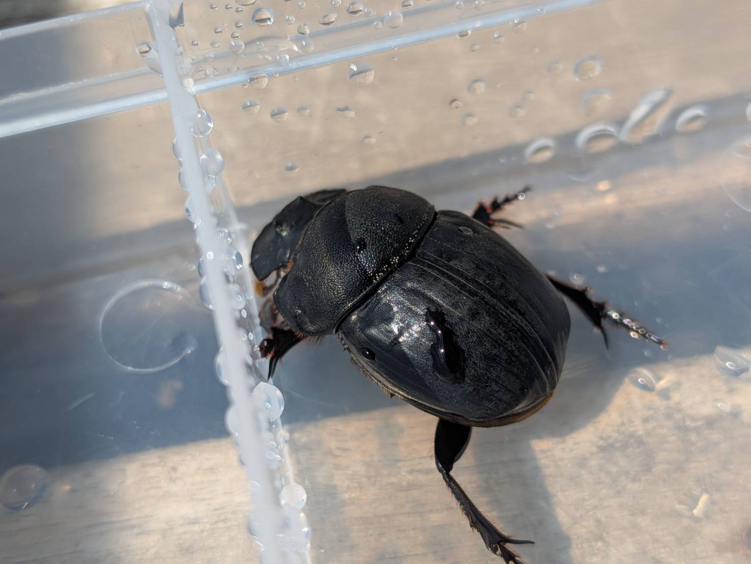 希少！北海道ダイコクコガネ成虫 WD ♂オス1頭と♀メス2頭のセット