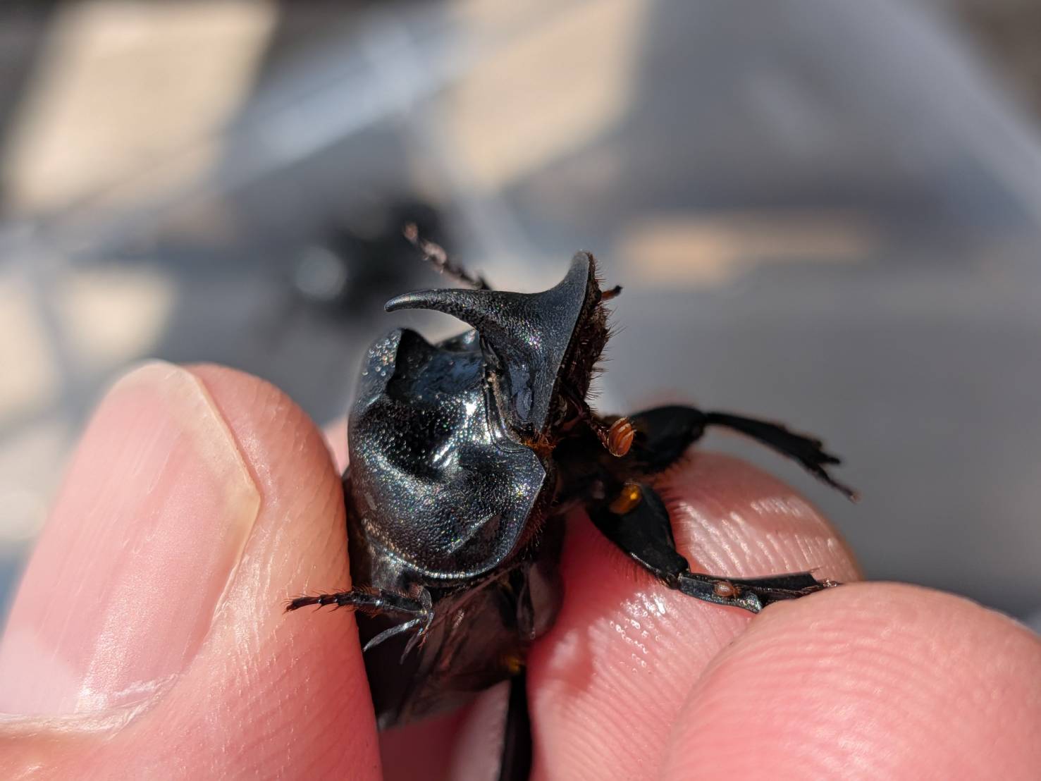 希少！北海道ダイコクコガネ成虫 WD ♂オス1頭と♀メス2頭のセット