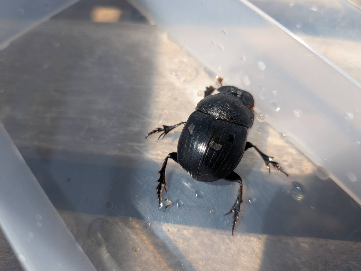 希少！北海道ダイコクコガネ成虫 WD ♂オス1頭と♀メス2頭のセット