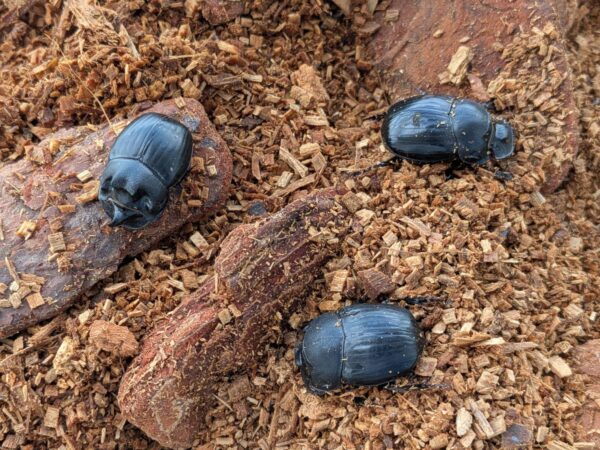 希少！北海道ダイコクコガネ成虫 WD ♂オス1頭と♀メス2頭のセット