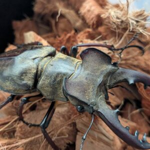 超大型!エゾミヤマクワガタ ♂70.4mm♀41.1mm WDペア/北海度胆振産