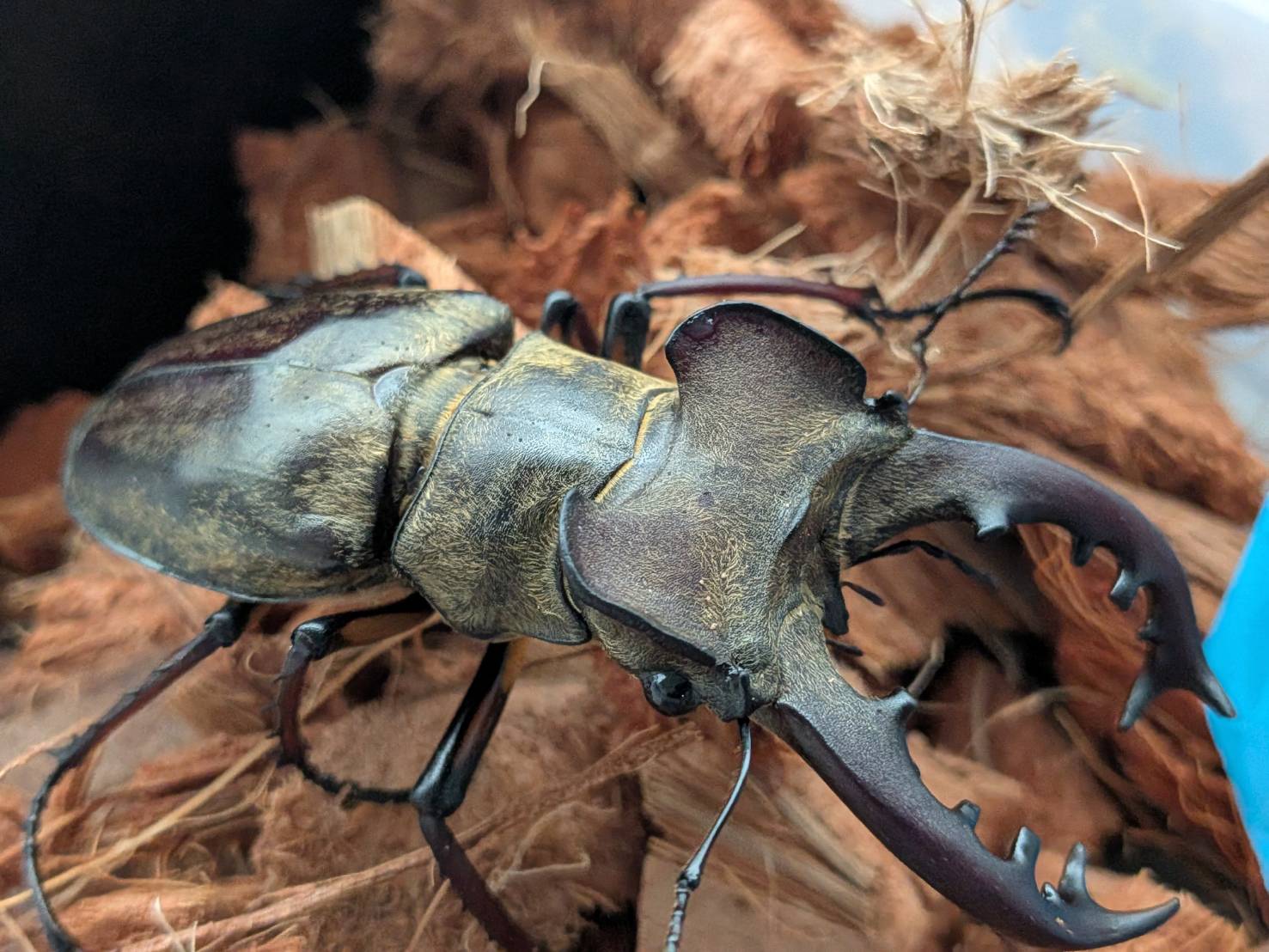 超大型！エゾミヤマクワガタ ♂71.9mm♀41.4mm WDペア/北海度胆振産