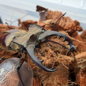 超大型!エゾミヤマクワガタ ♂70.4mm♀41.1mm WDペア/北海度胆振産