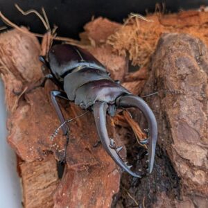 北海道胆振産の大型ノコギリクワガタペア