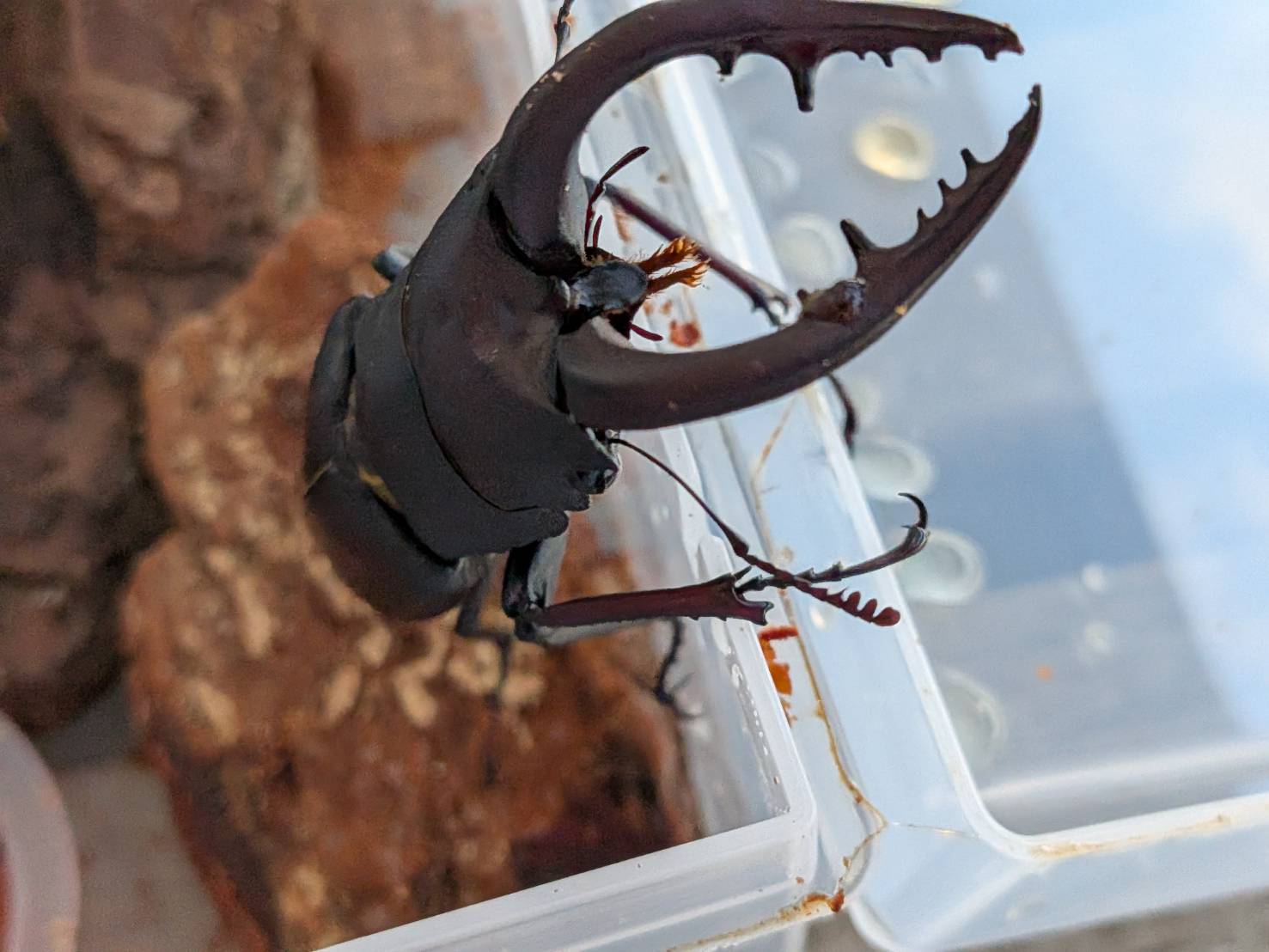 大型！ノコギリクワガタ ♂69.5mm♀36.9mm WDペア/北海度胆振産