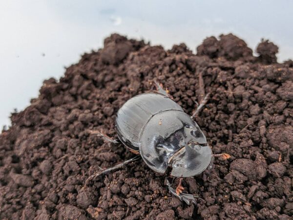 ダイコクコガネ 大型ペア 完品標本 針穴無し ダイコクコガネ 大型ペア