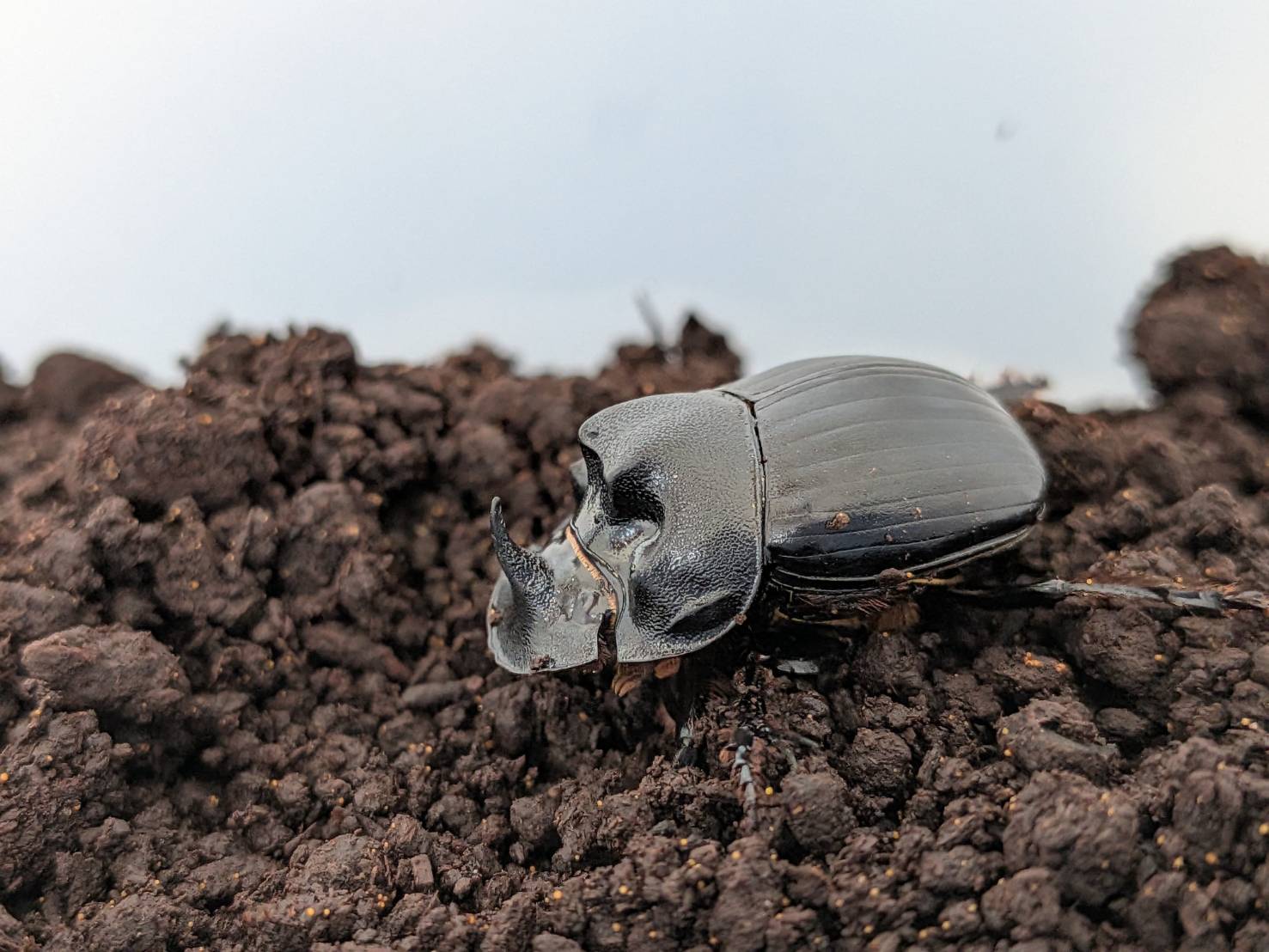 希少！北海道ダイコクコガネ成虫 WD ペア （♂23.3mm, ♀24.7mm）-天然採集