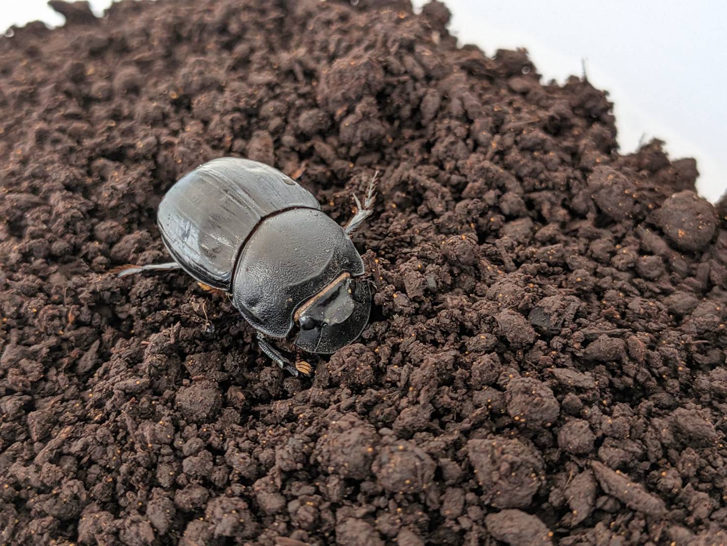 希少！北海道ダイコクコガネ成虫 WD ペア （♂23.3mm, ♀24.7mm）-天然採集