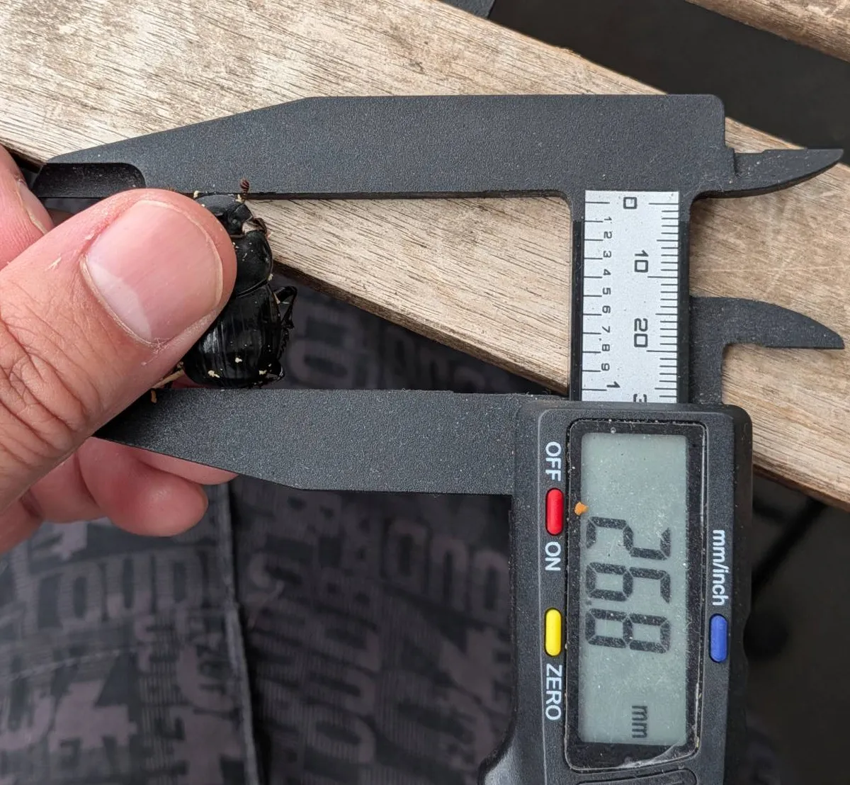 希少！北海道ダイコクコガネ成虫ペア+おまけ1ペア WD （♂26.5mm
