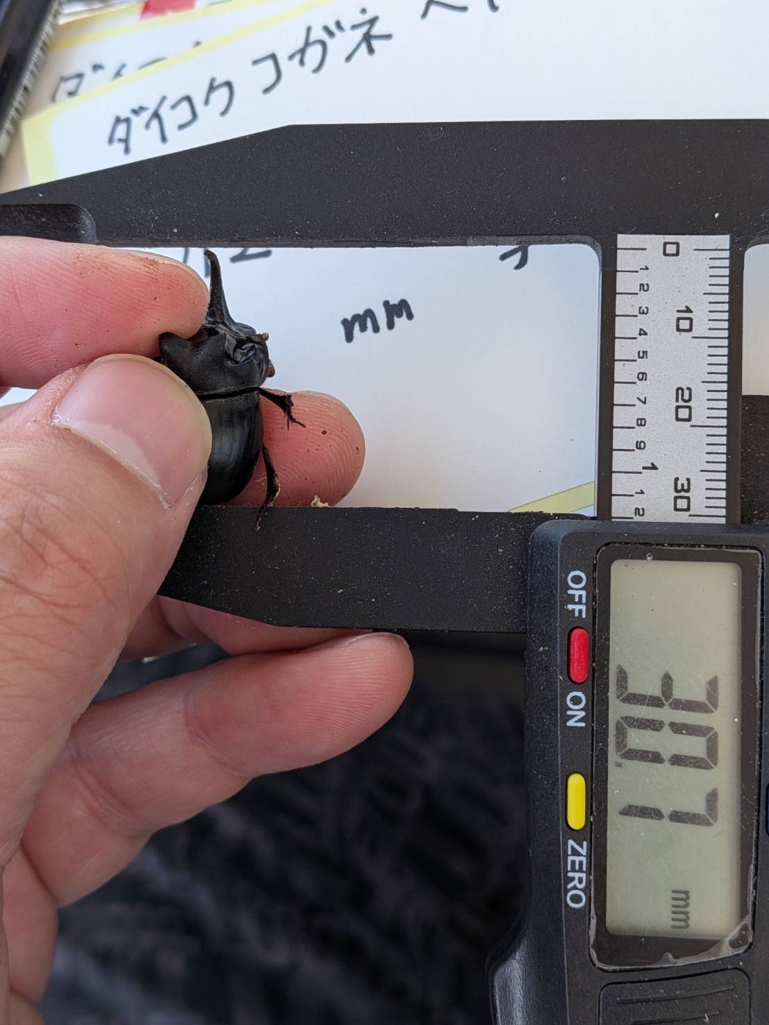 希少！北海道ダイコクコガネ成虫 WD ペア （♂23.6mm, ♀26.0mm）-天然採集
