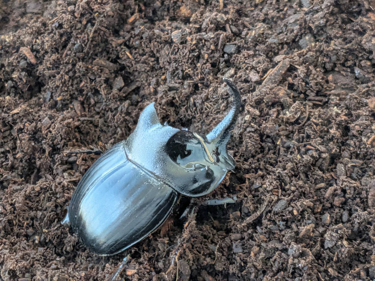 希少！北海道ダイコクコガネ成虫 WD ペア （♂23.6mm, ♀26.0mm）-天然採集